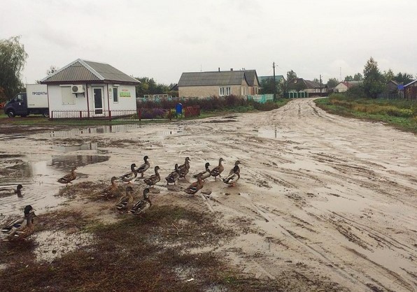 Дороги. Утки. Магазин. #duck #round #luninets #belarus #nature #natgeo #city #rain #water #palesse #shop #shoping #медиаполесье #mediapolesye