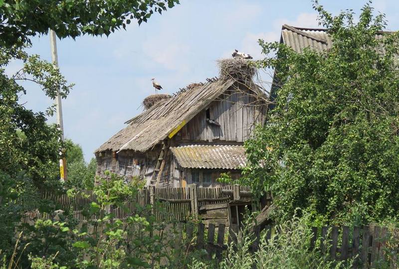 В Стахово когда-то на этой крыше было 3 гнезда. Фото ОО =Ахова птушак Бацькаўшчыны=