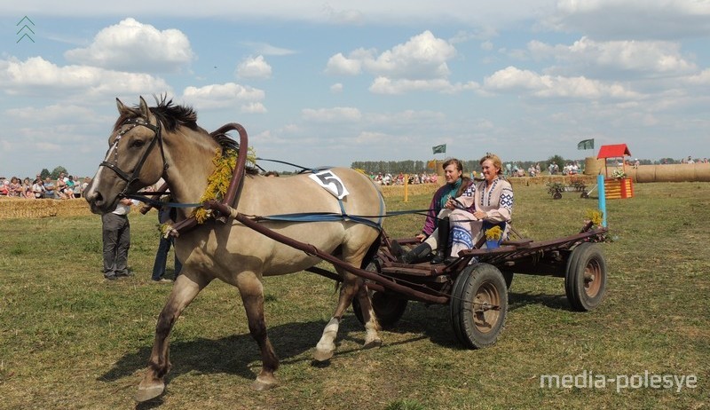 Лошадь ОАО «Полесская нива»