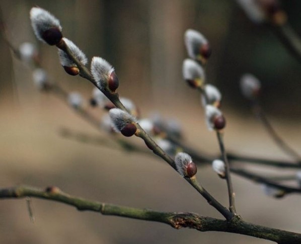 #весна2017 #беларусь #spring2017 #pinsk #luninets #stolin #palesse #котики #природа 