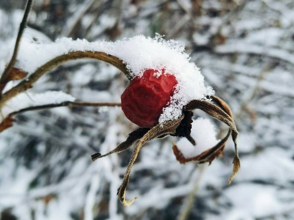 #macrophoto #macrolover #narurelovers #inforest #snow #vscobelarus #vscobel #vscoph #madebyhuaweip9 #huaweip9 #huaweibelarus #макро #шиповник