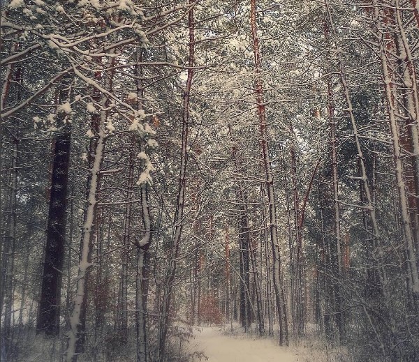 winter #january #newyear #wood #forest #snow #snowy #trees #pines #colors #light