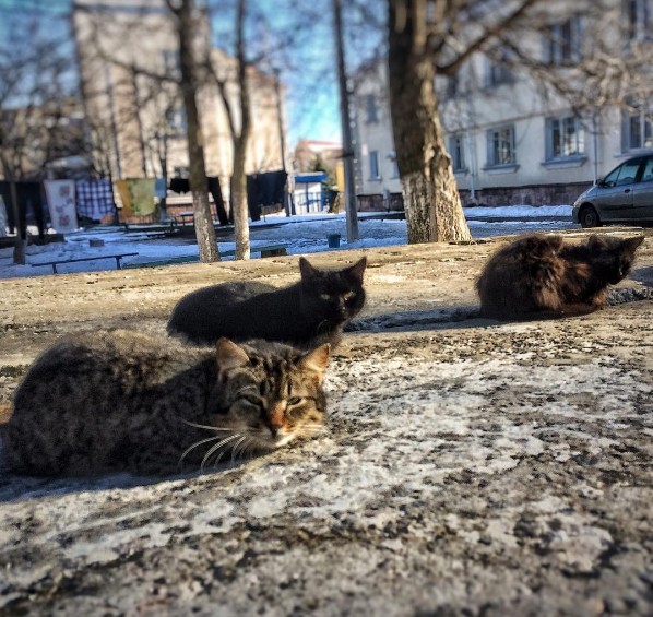 #belarus #spring #cats #беларусь #лунинец #животные #animals