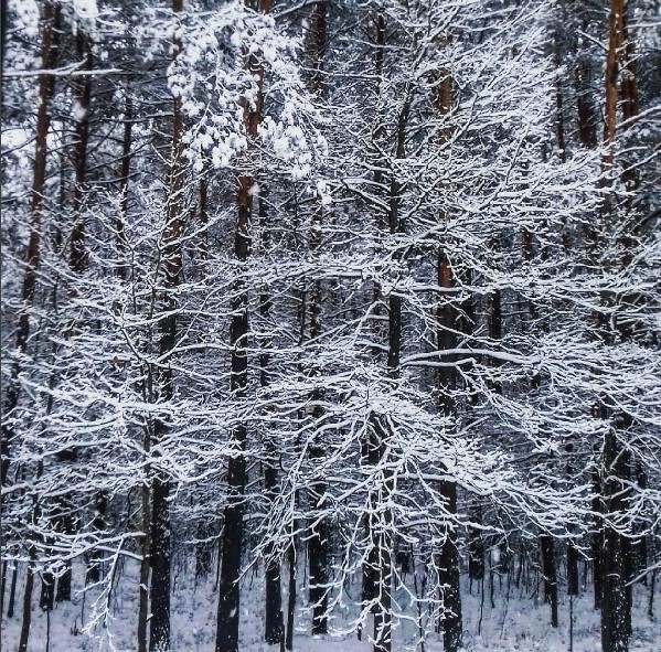 #mediapolesye #медиаполесье #красотень #природа #зима #снег #кайф #belarus #snowing #forest