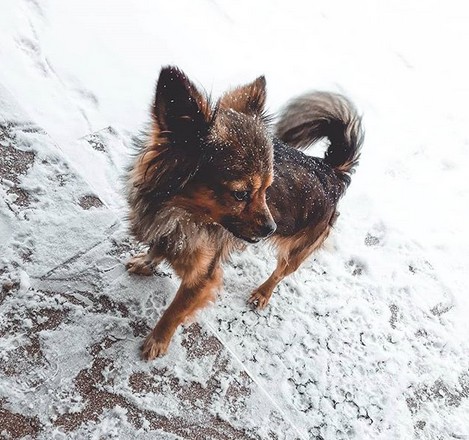 #nature #belarus #pinsk #stolin #luninets #goodday #dog #pet #love #animallovers