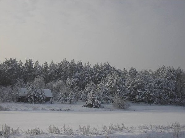 #wintertime #forest #snowing #photographer #pinsk #stolin #luninets #nature #natgeo