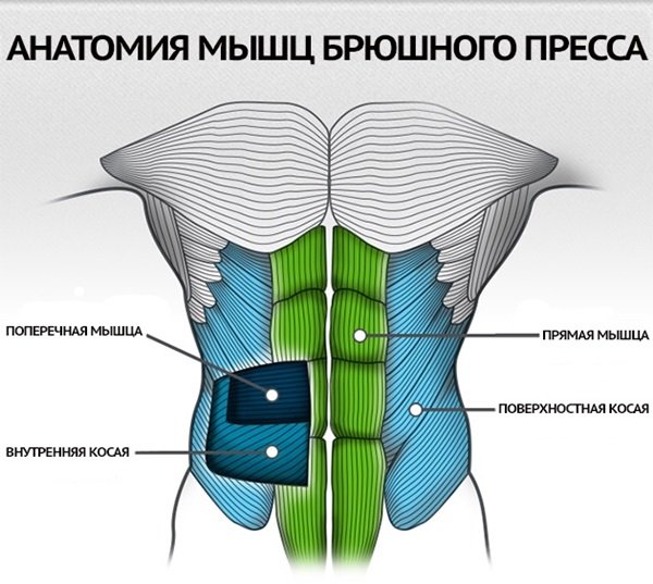 Анатомия мышц пресса: прямые и поперечные мышцы