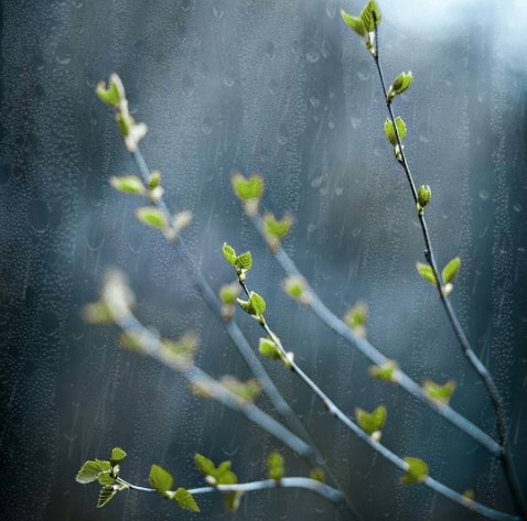 Цвет приятный взору. #mediapolesye #медиаполесье #nature #spring 