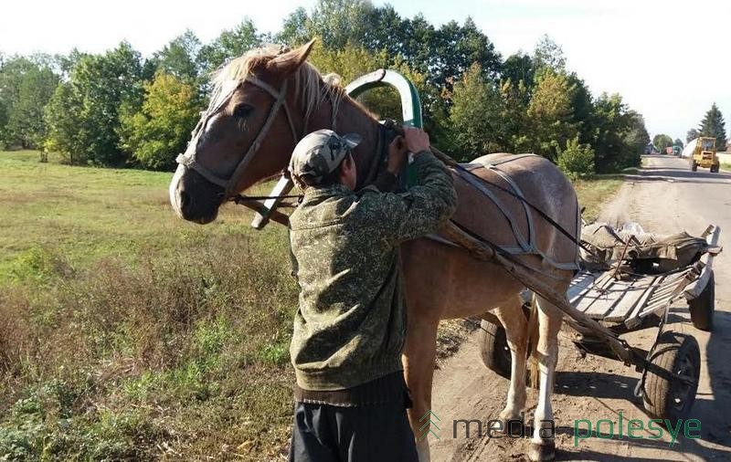 Владельцы гужевого транспорта сами могут обозначить свои повозки