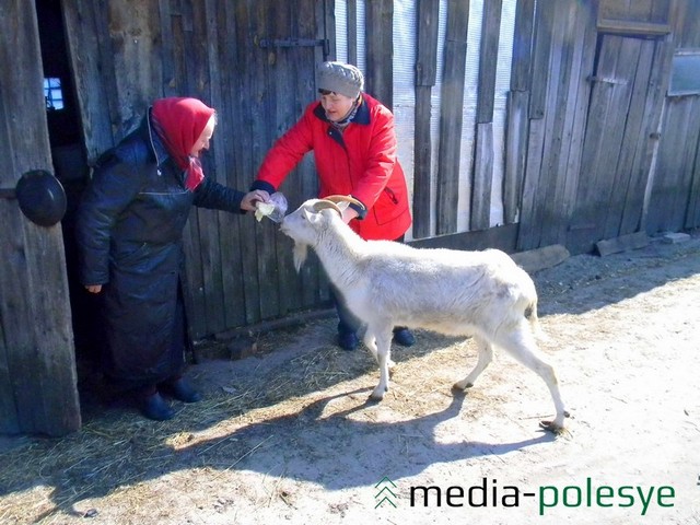 Подруга Марии Миновны, Анна Магер (слева) рассказывает, что коза Снежана очень ревнивая и своенравная и слушает только свою хозяйку