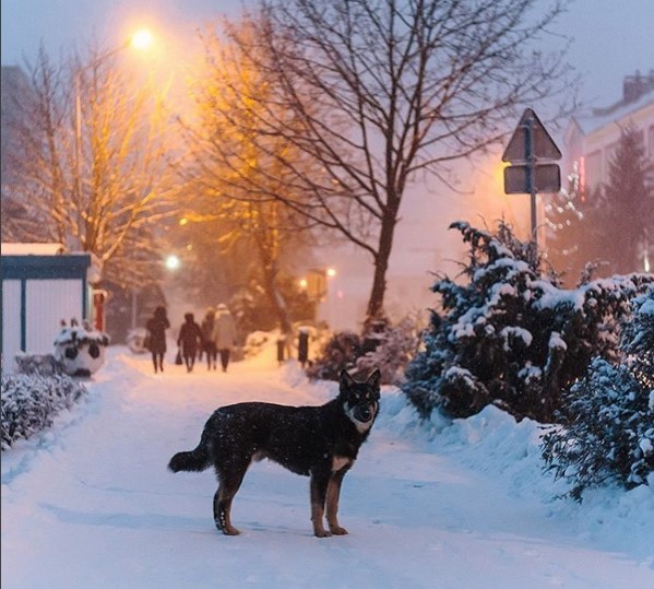 #dog #winter #belarus #luninets #snowing #morning #friends #vacation #travelling