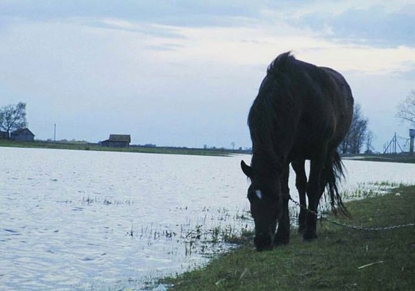 #Velemichi #mediapolesye #polesye  #horse #lake #walking