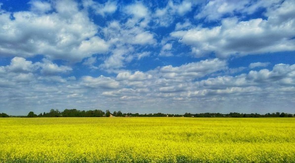 #поля #природа #природабеларуси #nature #yelow #belarus 