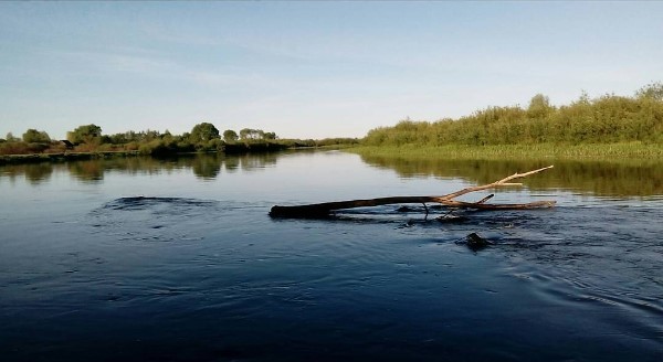 #summer #june #pinsk #nature #morning #river #медиаполесье #природа #Беларусь