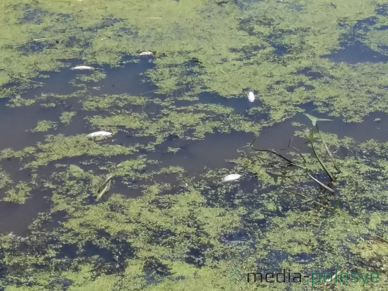 Дохлой рыбы в водоёме не мало