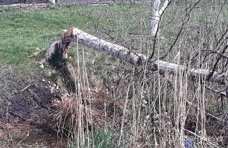 Бобры орудуют в городе. Фото с мелиоративного канала по пер.Трошина