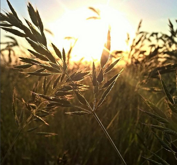 #беларусь #dandelion #сонейка #медиаполесье #summer #природа #красота