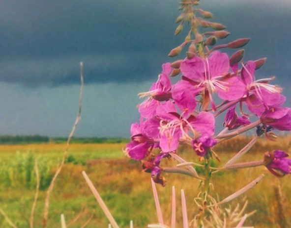 #flowers #mediapolesye #nature #belarus #маякраiнабеларусь