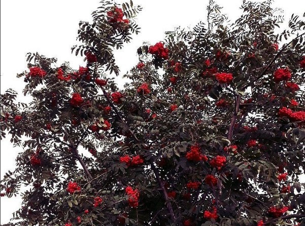 #рябина #ягоды #осень #rowan #berries #autumn #mediapolesye