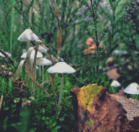 #грибы #лес #осень #сентябрь #листья #полесье #природа #влесу #mushrooms