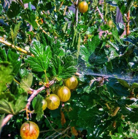 #ягоды #лето #медиаполесье #berries #summer #mediapolesye #belarus