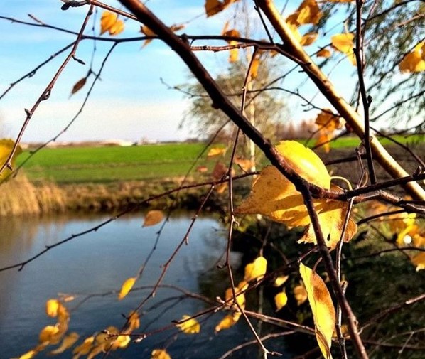 #осень #природа  #листья #деревья #nature #sky #belarus #mediapolesye