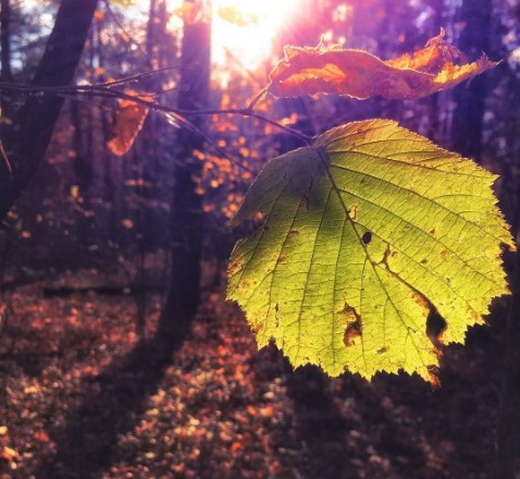 #солнце #лес #осень #листья #природа #беларусь #sun #forest #leaves #autumn