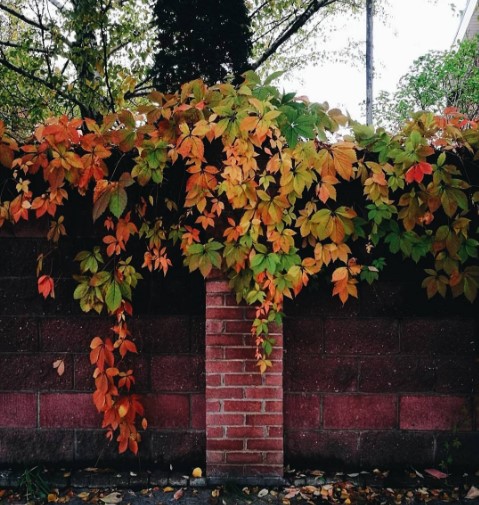 #краскиосени #листья #минск #беларусь #colors #autumn #leaves #minsk #belarus