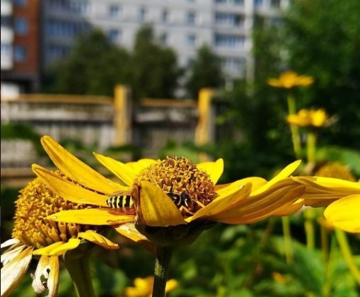 #цветок #желтый #оса #насекомое #природа #flower #yellow #insect #nature