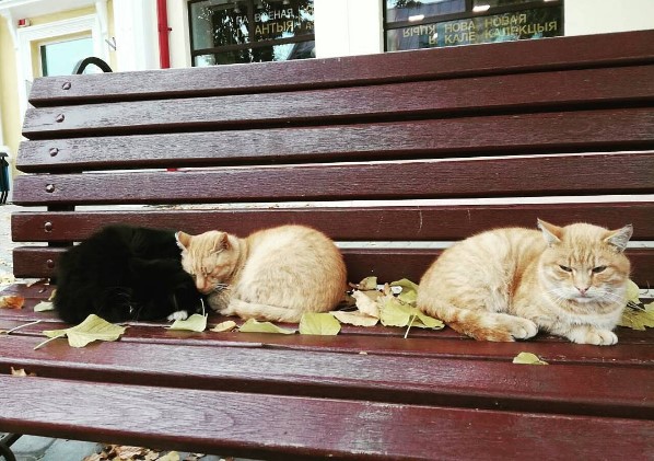 #коты #осень #листья #октябрь #cats #autumn #autumninthecity #mediapolesye