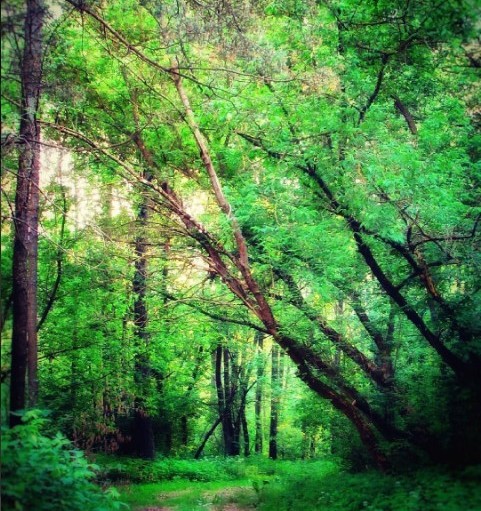 #лес #природа #влесу #зелень #лето #деревья #тропа #forest #nature