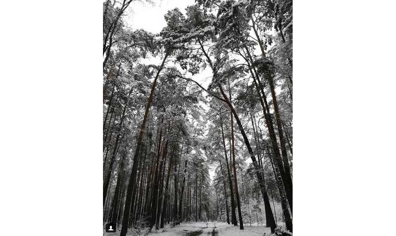 #forest #winter #snow #trees #road #intothewild #nature #belarus #luninets