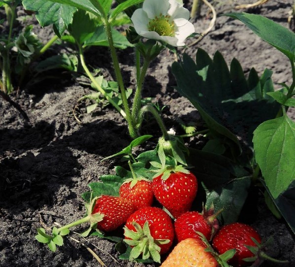 #клубника #лето #ягоды #вкусняшка #микашевичи #беларусь #strawberry #summer