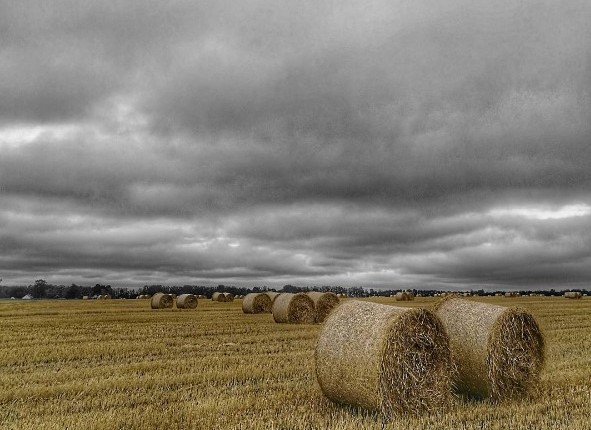 #небо #поле #уборочная #медиаполесье #природа #беларусь #field #sky #clouds #nature #mediapolesye