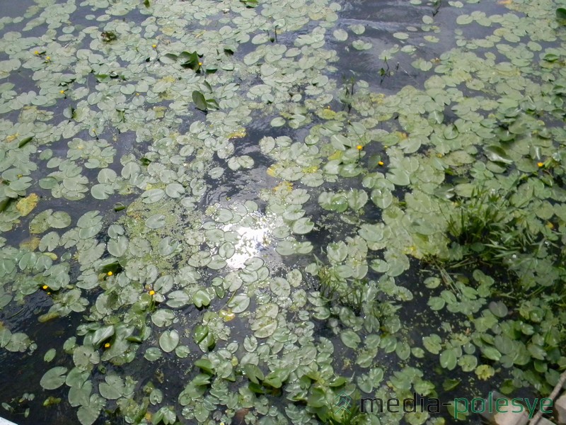 Малый уровень воды и заросли водных растений приводят к уменьшению содержания кислорода в воде