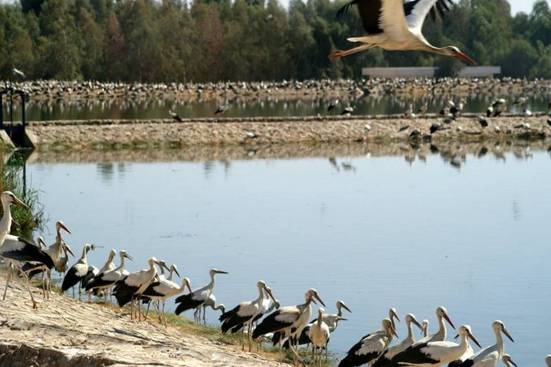  www.facebook.compagesBird-watching-in-Sharm