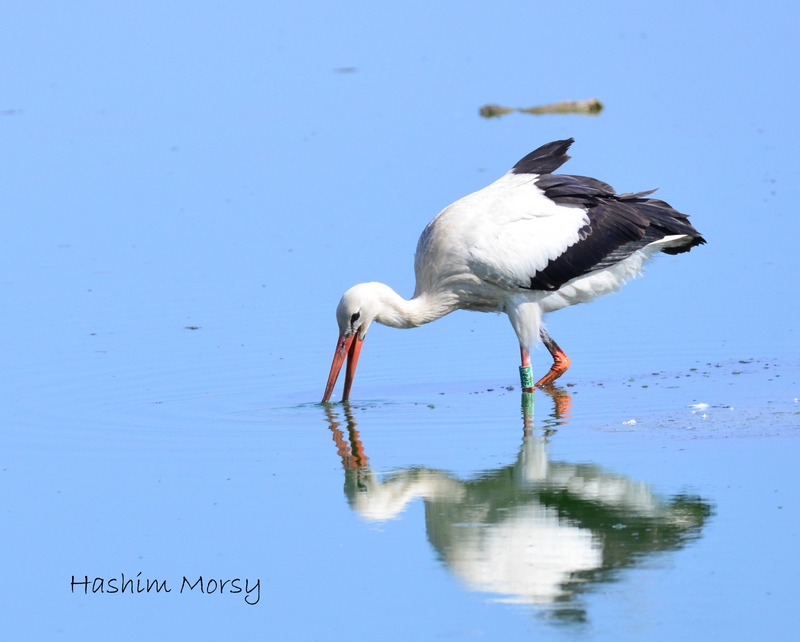Окольцованный под Пинском аист сейчас в Египте. Фото Hashimа Morsy