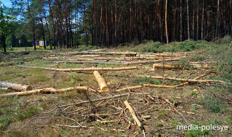 Сплошная санитарная вырубка сосны у Футбольной академии