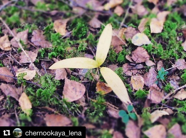 #wood #forest #coloursofnature #nature #naturelovers