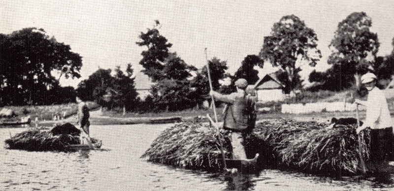 Піна. Нарыхтоўка чароту, 1934 год, фота Луізы Бойд