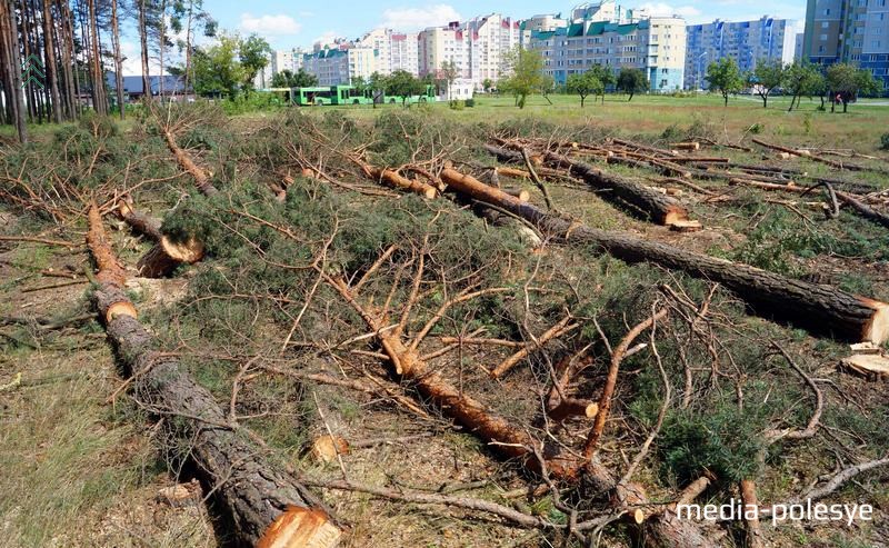 Вершинный короед поражает кроны хвойных деревьев, если поражённые деревья вовремя спилить, то их стволы пойдут в переработку