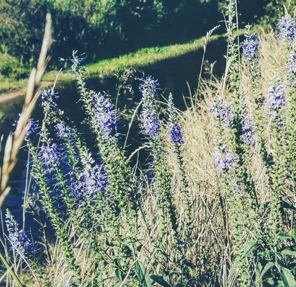 #luninets #dworzec #palesse #nature #flowers #water #belarus