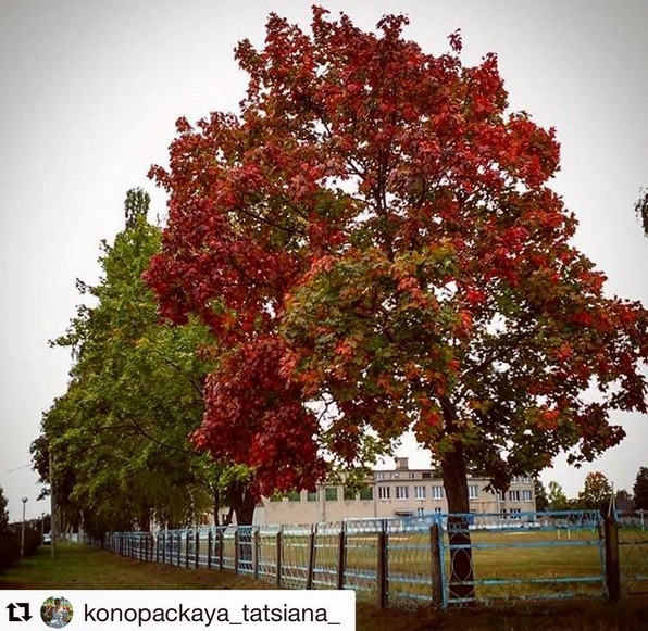 Осень, я давно с тобою не был #осень, #краскиосени, #autumn, #cloudymorning, #overcast, #colorsofautumn