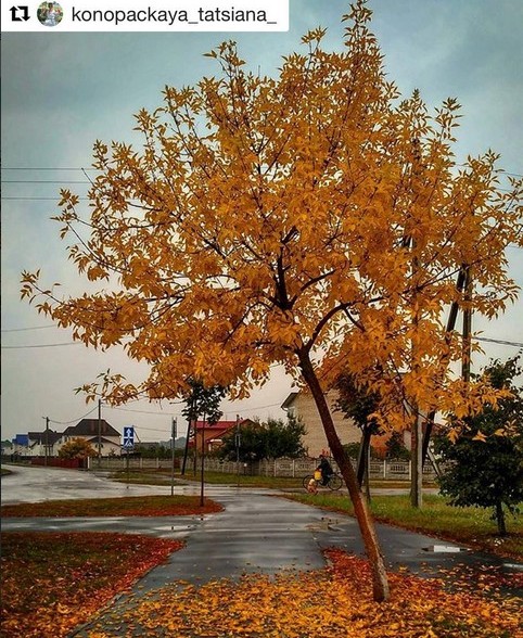 Унылая пора! Очей очарованье! #rain, #fallingleaves, #yellowleaf, #colorful, #colorsofautumn, #nice