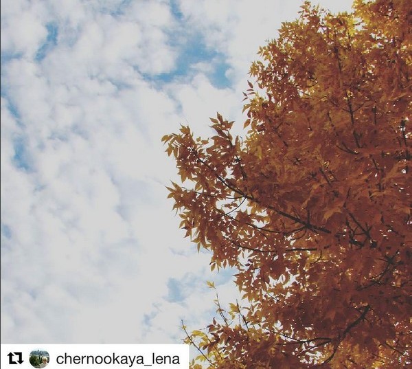 Золотая... #fall #sky #skyporn #instasky #clouds #cloudporn #colours #blue #white