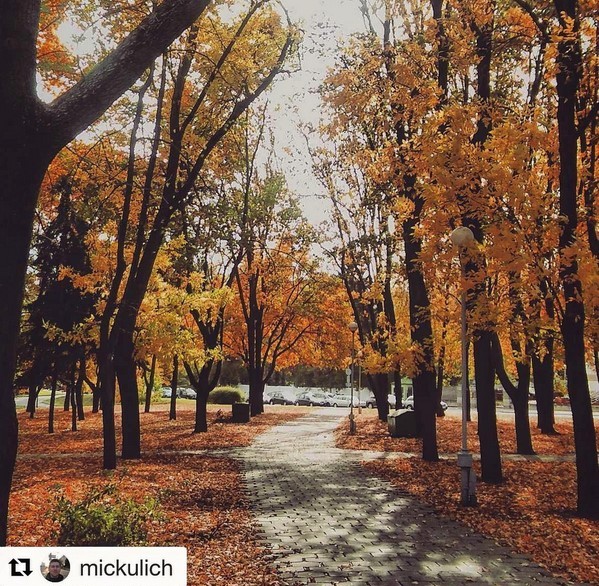 #october #nature #autumn #park #tree #natgeo #belarus #minsk #медиаполесье