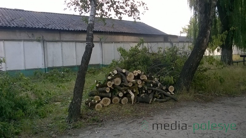 Одно из старых деревьев рухнуло во время шквалистого ветра. Сотрудники ЖЭС аккуратно его распилили и подготовили к вывозу