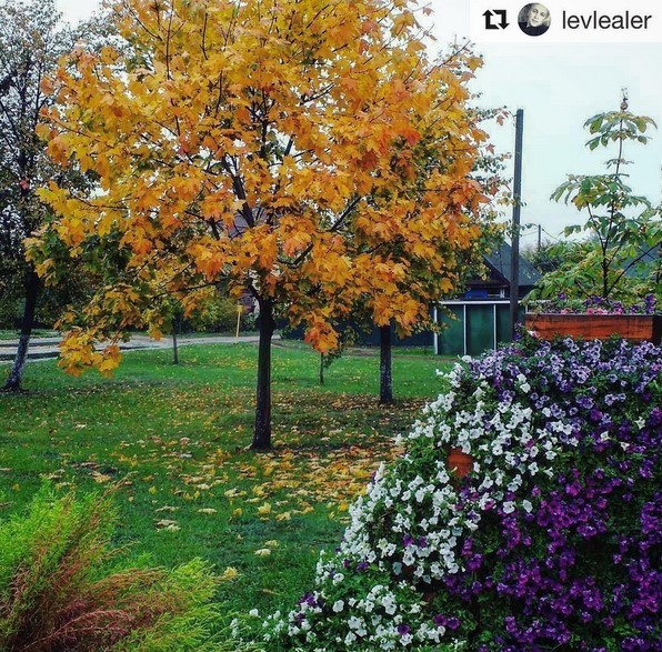 Приходит тихо ,без спроса и стука. #natgeo #luninets #flowers #mediapolesye #медиаполесье #nature #belarus #autumn #tree