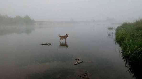 #brest #belarus #october #nature #animal #dog #pinsk #fog #pina #pripyat #palesse