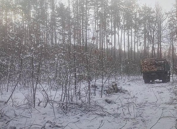 #palesse #snow #forest #work #tree #belarus #białoruś #зил #лес #полесье #палессе #coffee #vacation